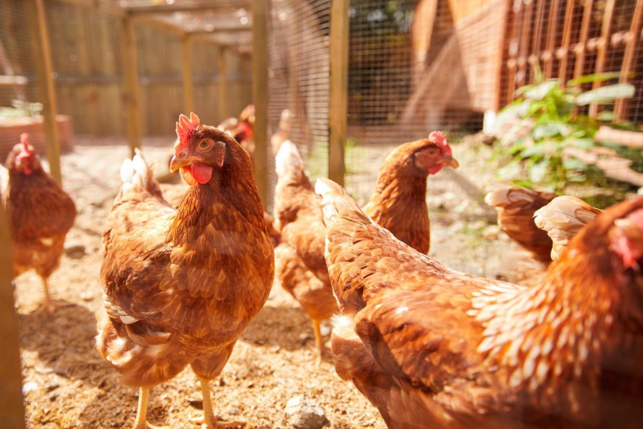 La Cocotte Villa & Farm Khao Yai Nong Sarai Εξωτερικό φωτογραφία